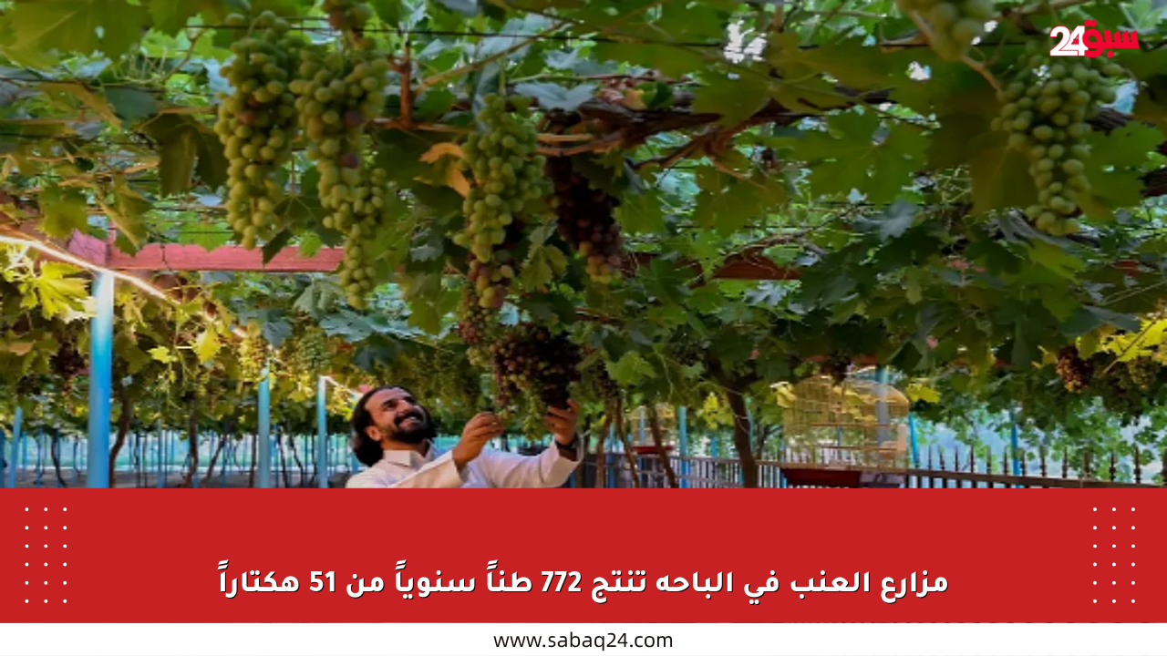 مزارع العنب في الباحة تنتج 772 طناً سنوياً من 51 هكتاراً